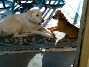 8328389872_f1560b9b73_o