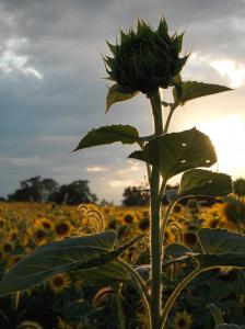 192248_4422488765918_758795087_o