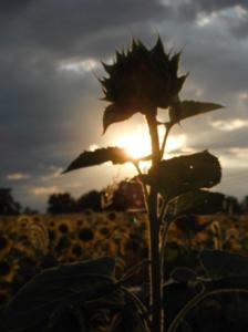 201906_4422488005899_214694507_o