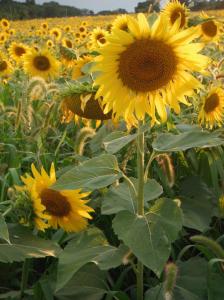 210945_4422485165828_694715930_o