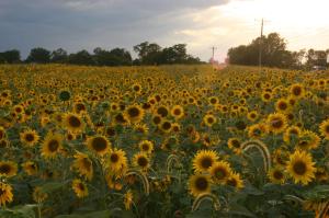 241315_4479184823284_136665223_o