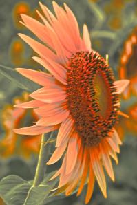 243419_4479183223244_803300644_o