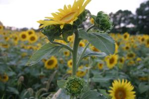 256199_4422493446035_742297969_o