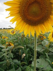 259257_4422486645865_2038143642_o