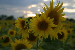 277596_4479186543327_825962138_o