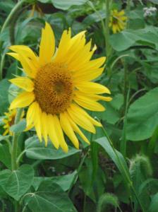 278575_4422492566013_1425560832_o