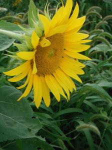 278920_4422486165853_1853318746_o