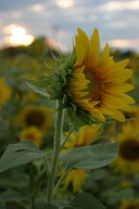 280908_4422498806169_1967622696_o