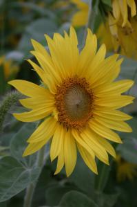 321903_4422499886196_1811621402_o