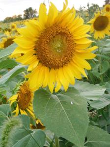 333960_4422489525937_633420165_o