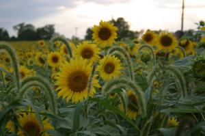 334048_4422492886021_750478866_o