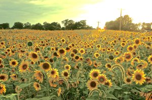 336168_4479184103266_1622009176_o