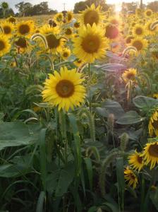 411411_4422484405809_930452258_o