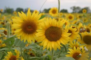 411435_4422501366233_1922037238_o