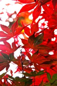 458200_3980030664742_1454174609_o