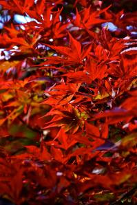 459475_3980033304808_1920755584_o