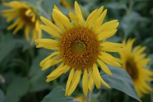 464578_4422494206054_1656988281_o