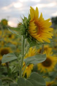 465034_4422499366183_878720611_o