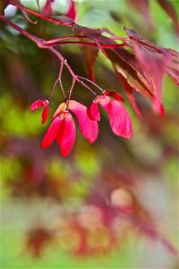 468020_3980032664792_1994439844_o