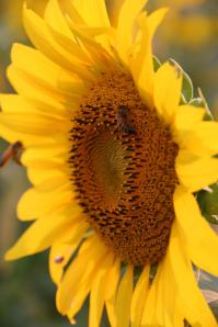 474137_4479188463375_1030970080_o