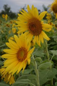 479458_4422502486261_310835611_o