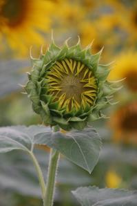 614392_4479187983363_1404607489_o