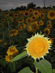 622319_4422491965998_763409997_o